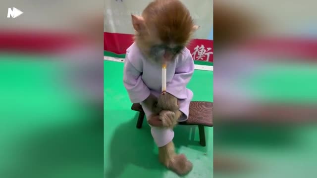 Video - Video: Thích thú hình ảnh chú khỉ ngồi hút thuốc, khoanh chân đầy 'tâm trạng'