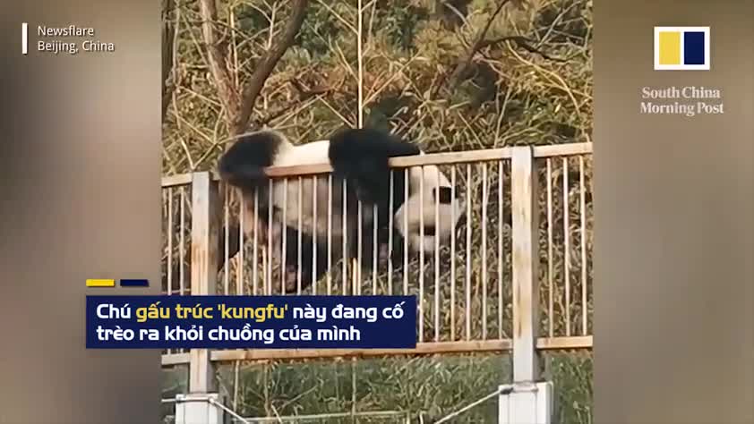Video-Hot - Video: Thích thú trước màn vượt rào của chú gấu trúc nghịch ngợm nhất sở thú ở Trung Quốc 