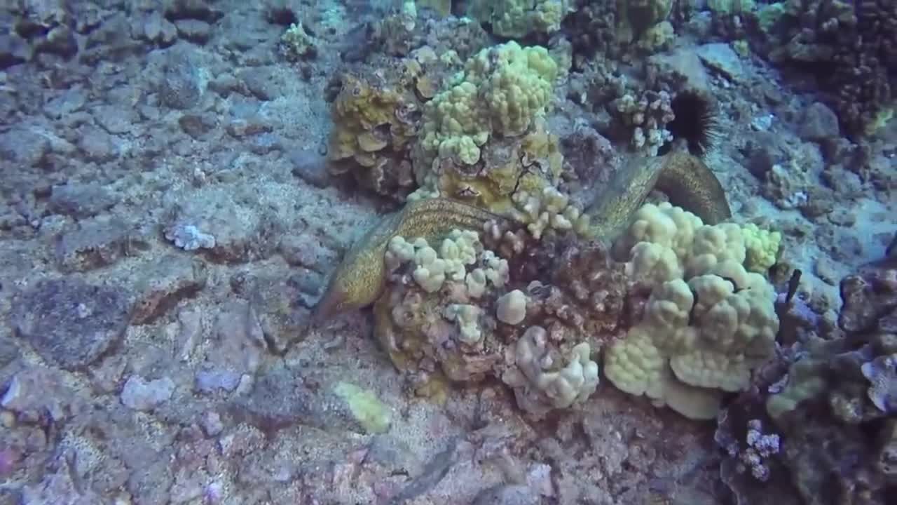 Video-Hot - Video: Cận cảnh màn săn bạch tuộc có 1-0-2 của cá chình 'khổng lồ'