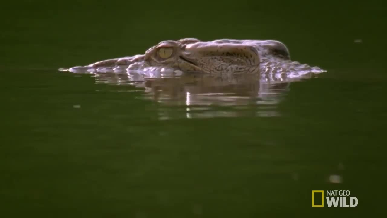Video-Hot - Video: Cá sấu khổng lồ phục kích, ngoi lên khỏi mặt nước hạ sát Kangaroo