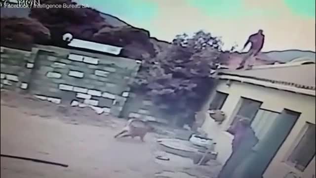 Video-Hot - Video: Tên trộm đen đủi bị 2 chó dữ lao ra cắn xé kinh hoàng và cái kết