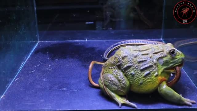 Video-Hot - Video: Định 'ăn tươi nuốt sống' rắn, ếch yêu tinh nhận cái kết thảm