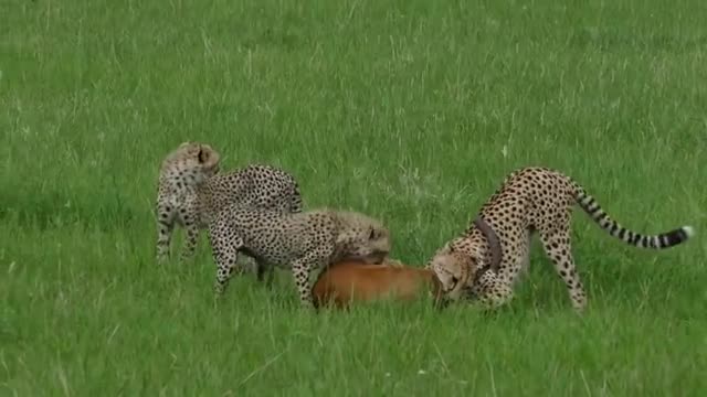 Video-Hot - Video: Cả đàn báo săn châu Phi tập trung đánh úp linh dương và cái kết ngỡ ngàng