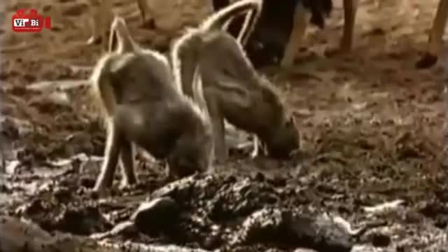 Video-Hot - Video: Bị 'sát thủ đầm lầy' ngoạm trúng đầu, khỉ đầu chó chật vật phản đòn và cái kết bất ngờ