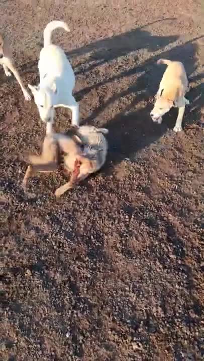 Video-Hot - Video: Chó sói bị bầy chó săn hung dữ cắn đến chết