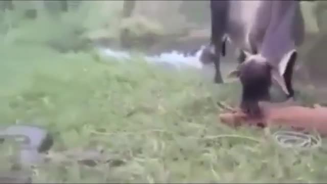 Video - Video: Con non bị trăn Anaconda siết chết, bò mẹ nổi điên, tung đòn tấn công đối thủ để trả thù