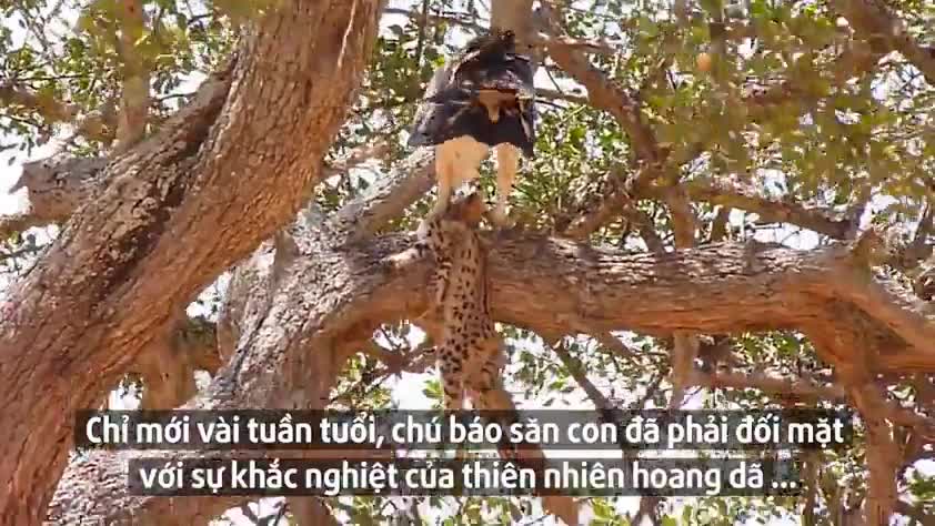 Video - Video: Kinh hoàng cảnh đại bàng khổng lồ tha báo con lên cành cây, xé xác dã man