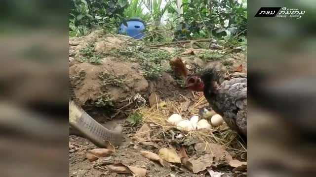 Video-Hot - Video: Gà mẹ liều chết, mổ liên tiếp vào rắn hổ mang để bảo vệ trứng, ai là kẻ chiến thắng?