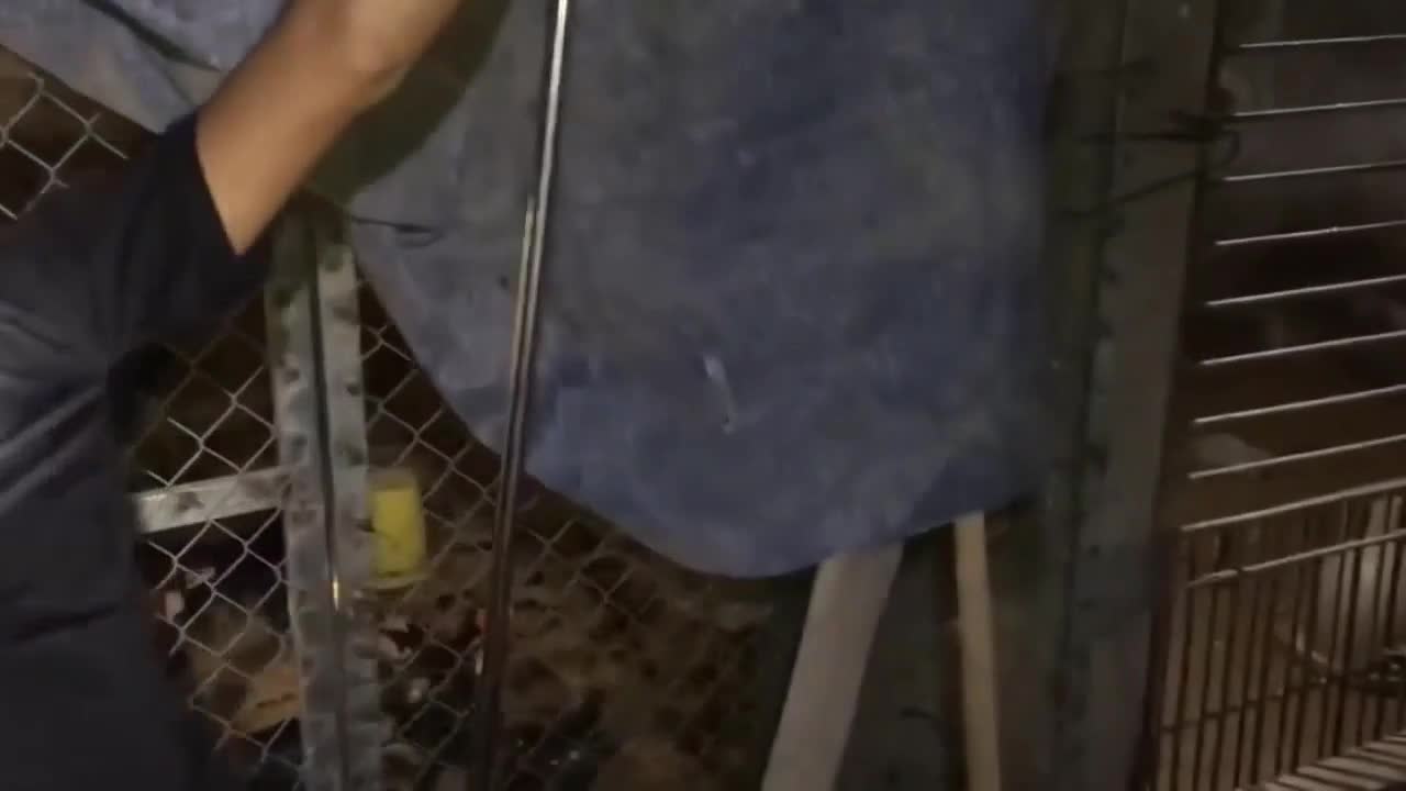 Video-Hot - Video: Rắn hổ mang chúa bị sát hại trong chuồng gà, thủ phạm lộ diện khiến ai cũng bàng hoàng