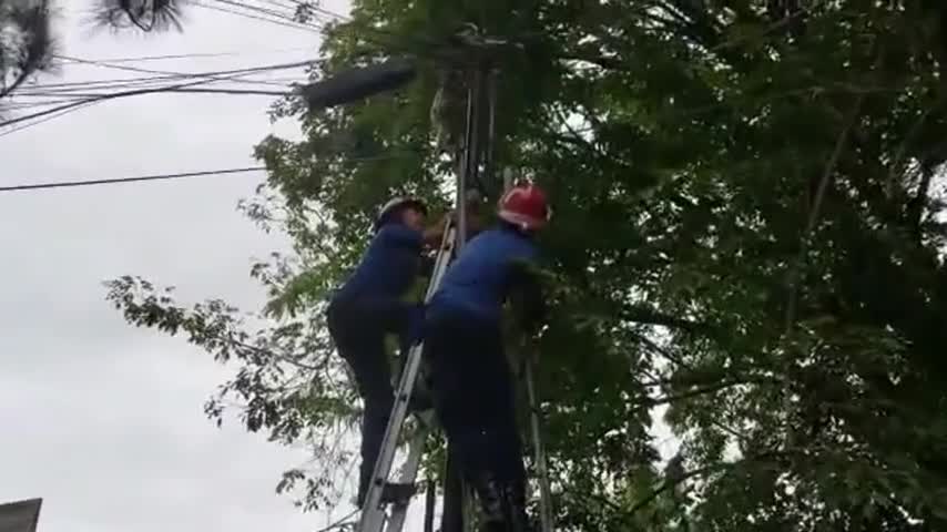Video - Clip: Giải cứu chú khỉ bị dây cáp quấn mắc kẹt trên cột điện