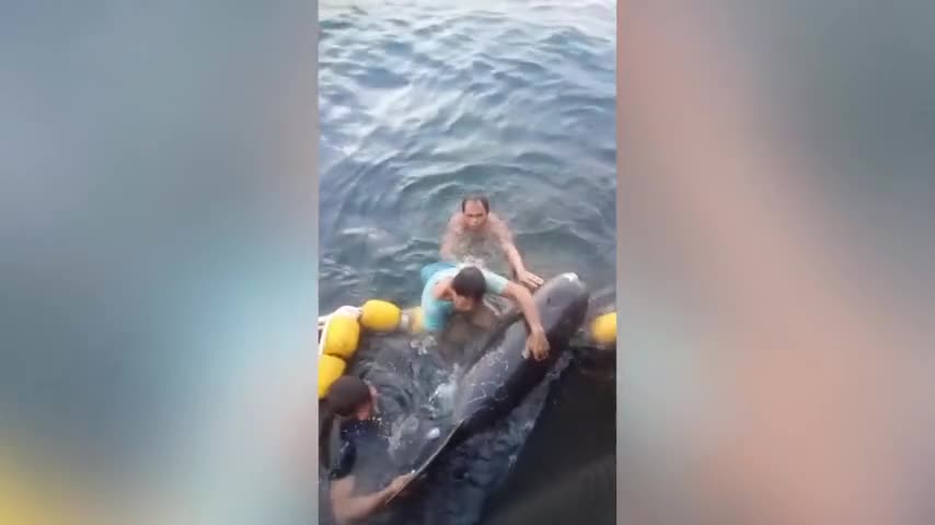 kind-fishermen-free-pair-of-whales-caught-in-their-net-in-the-philippines---buy-sell-or-upload-video-content-with-newsflare-480p.mp4