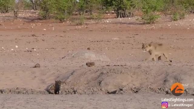 Video - Video: Tưởng dễ săn báo gấm non, sư tử cái nhận cái kết bẽ bàng