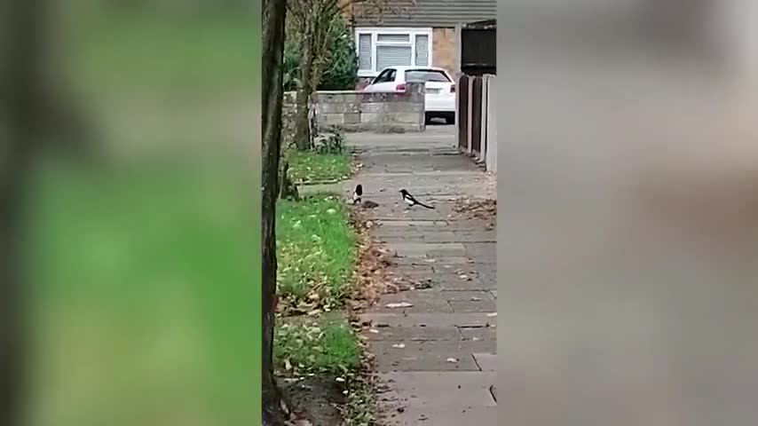 uk-woman-captures-dramatic-fight-between-psycho-rat-and-two-magpies---buy-sell-or-upload-video-content-with-newsflare-480p.mp4