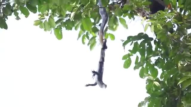 Video-Hot - Video: Rắn hổ mang chúa đu mình trên cây để tấn công kỳ đà, liệu con mồi còn thoát chết?