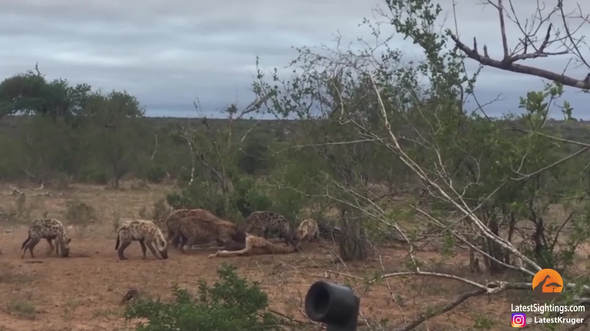Video - Video: Hươu cao cổ xua đuổi bầy linh cẩu để bảo vệ xác con