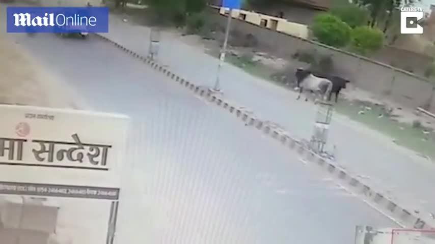 indian-man-horrifically-injured-after-bull-charges-him---daily-mail-480p.mp4