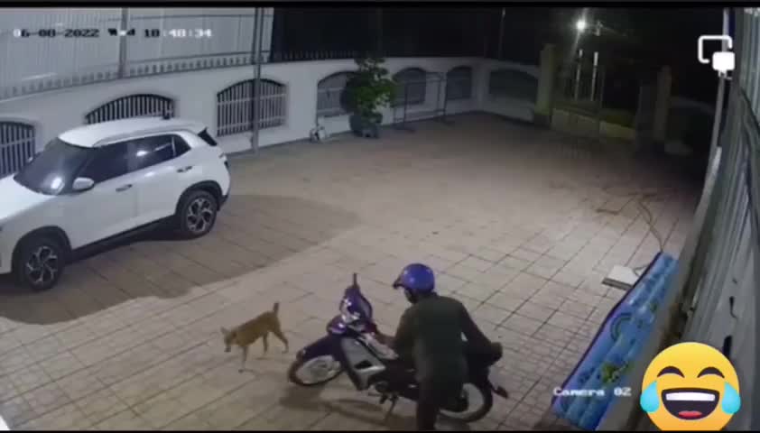 Cộng đồng mạng - Phát hiện kẻ lạ lẻn vào sân định trộm xe máy, chú chó có thái độ 'lạ' khiến dân mạng cười mệt