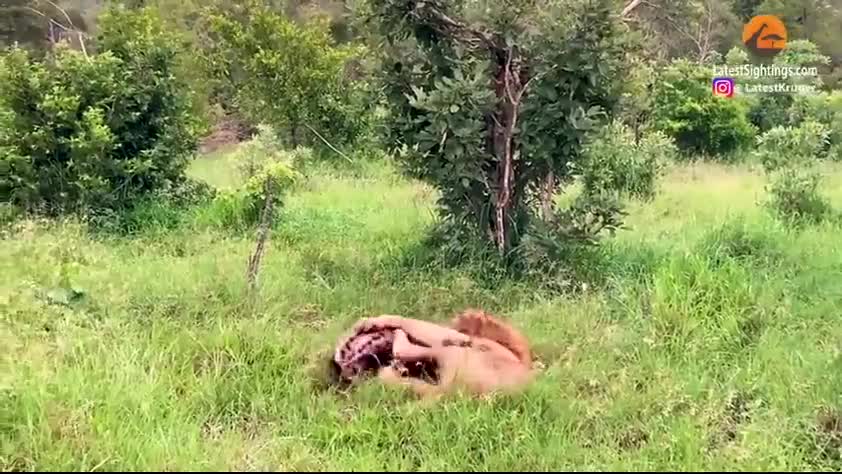 Video - Video: Linh cẩu thoát chết ngoạn mục dù bị sư tử kẹp chặt đầu