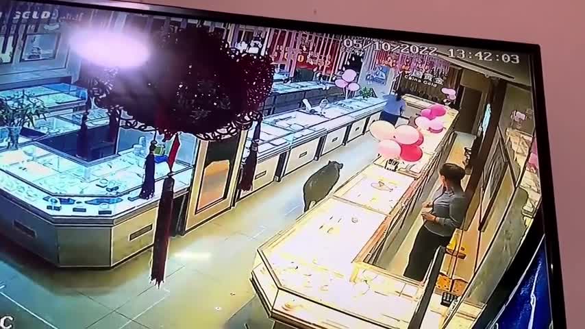 Video-Hot - Video: Lợn rừng lao vào cửa hàng trang sức, truy đuổi nhân viên
