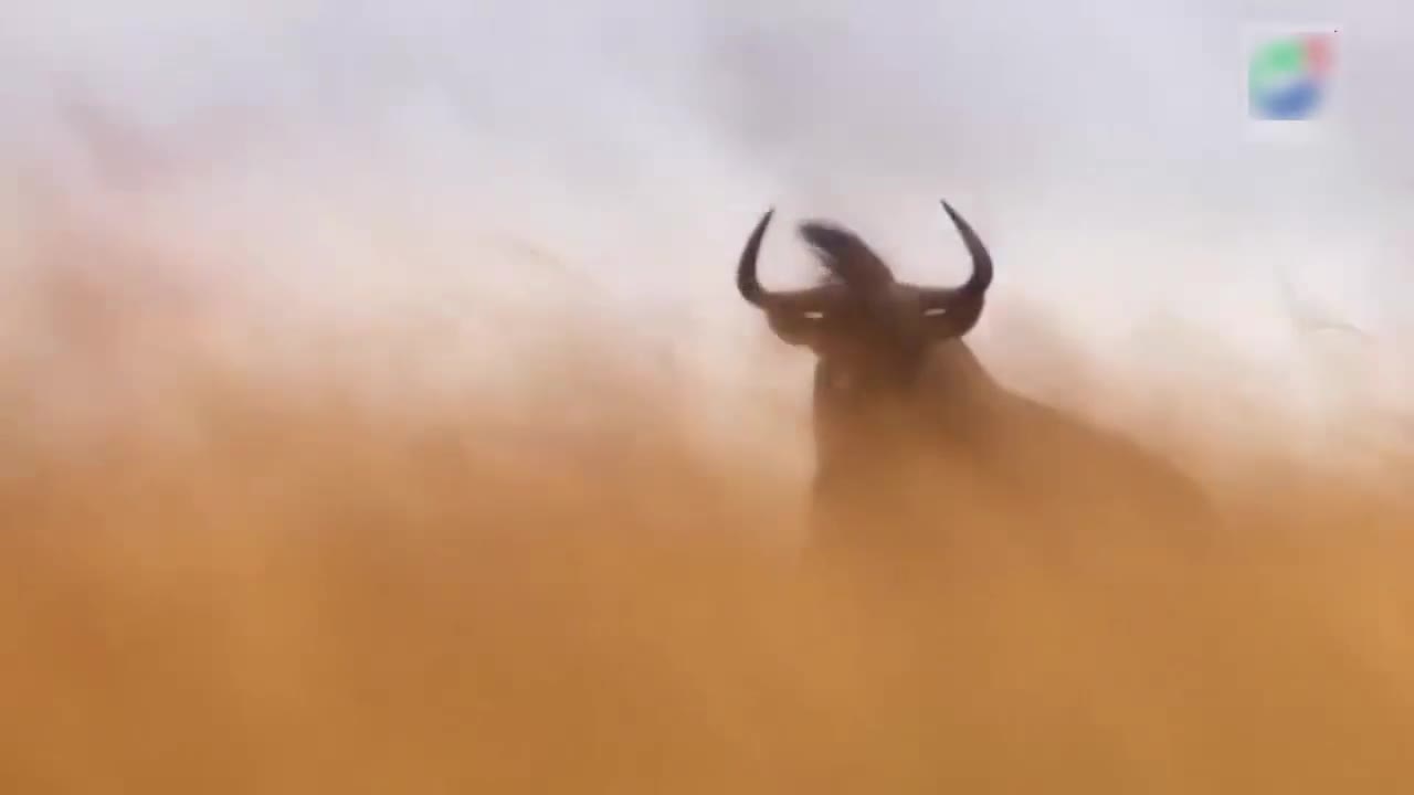 Video-Hot - Video: Bầy chó hoang châu Phi tăng hết tốc lực truy sát linh dương đầu bò và cái kết