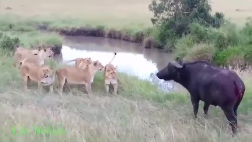 Video-Hot - Video: Trâu rừng bị 6 con sư tử tấn công và cái kết 