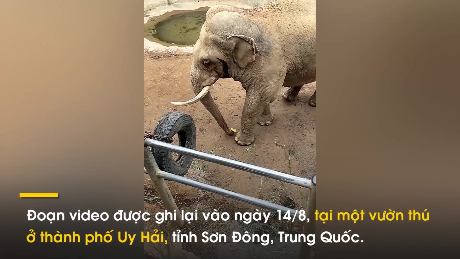 Video: Chú voi nhanh nhạy biết trả đồ cho du khách