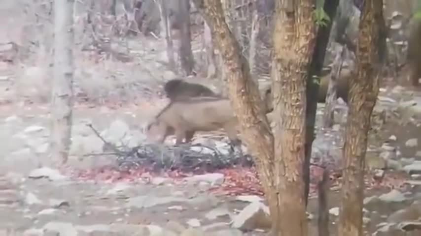Video-Hot - Video: Lang thang kiếm ăn, khỉ đầu chó bị lợn bướu húc thủng bụng và cái kết