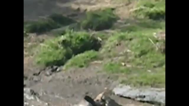 Video-Hot - Video: Bị sư tử truy sát trên sông, linh dương vẫn sống sót một cách khó tin