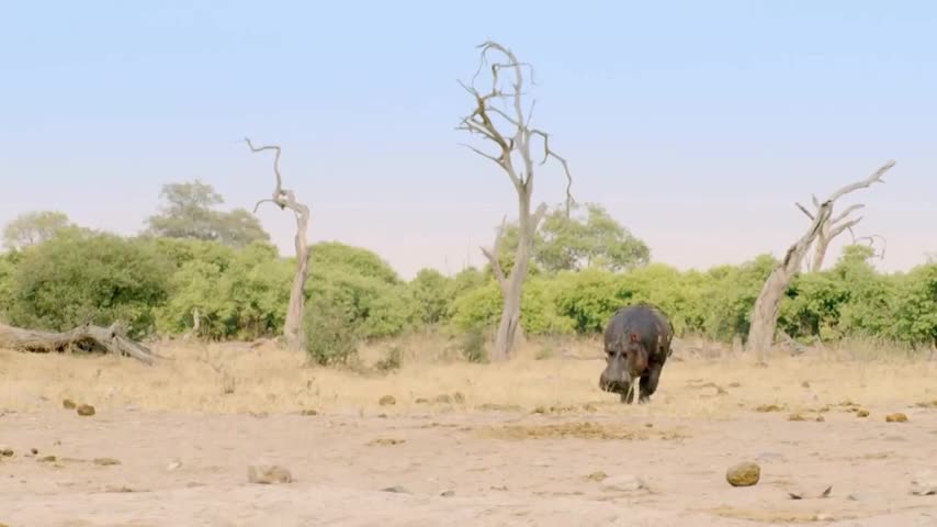 hippo-vs-lion-clan---natural-world---bbc-earth-online-video-cutter-480p.mp4