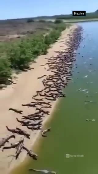 Video-Hot - Video: 'Nổi da gà' cảnh hàng nghìn con cá sấu phơi mình bên bờ sông