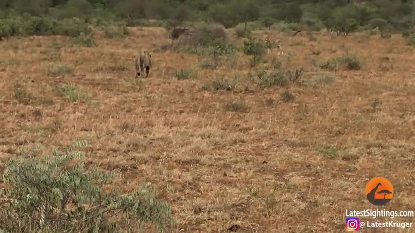 Video - Video: Tấn công trâu rừng, sư tử bị con mồi rượt chạy “té khói”