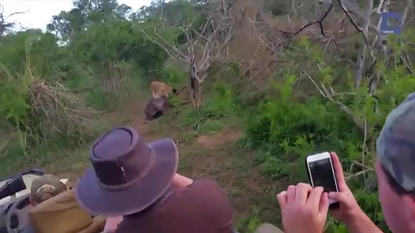 Video-Hot - Video: Linh dương đầu bò thoát chết thần kỳ trước hàm sư tử