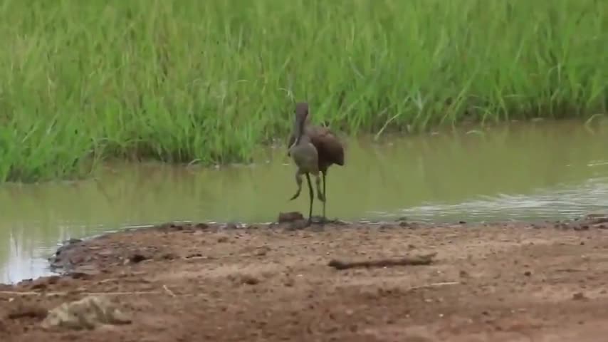 Video-Hot - Video: Ếch nhỏ bé đánh đuổi chim khổng lồ khiến người xem kinh ngạc