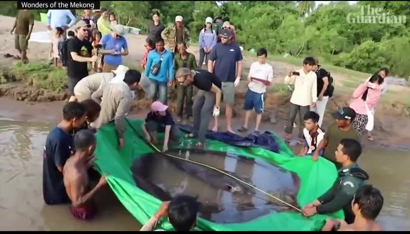 Tin thế giới - Bắt được con cá nước ngọt lớn nhất thế giới nặng 300kg trên sông Mekong (Hình 2).