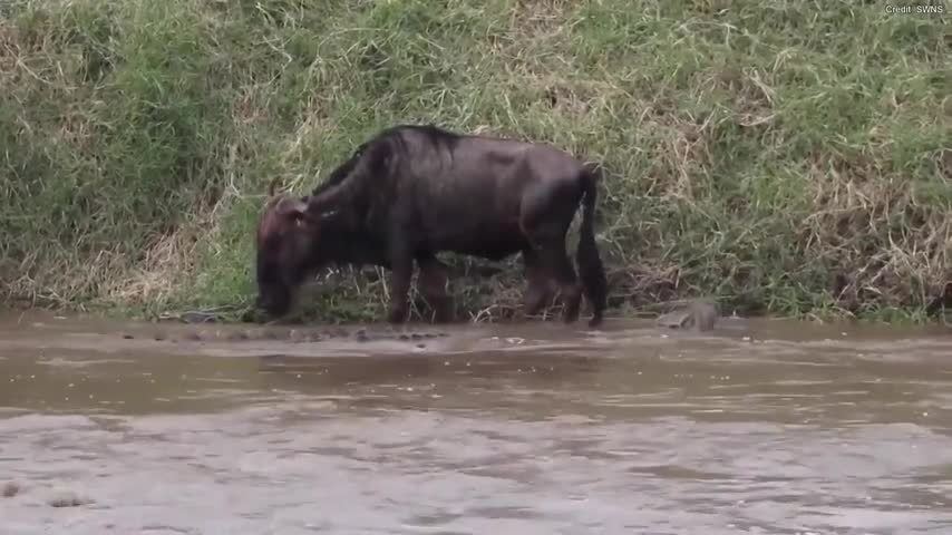 Video-Hot - Video: Linh dương đầu bò bị cá sấu tấn công và cái kết bất ngờ