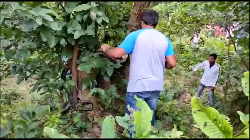 Video-Hot - Hổ mang chúa dài gần 4m 'tháo chạy' khi bị đàn cầy mangut bao vây rồi tấn công