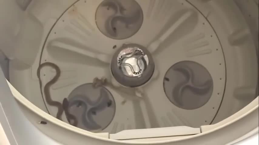 Video-Hot - Mở máy giặt, 'gai người' phát hiện con vật nhỏ bé nhưng cực độc