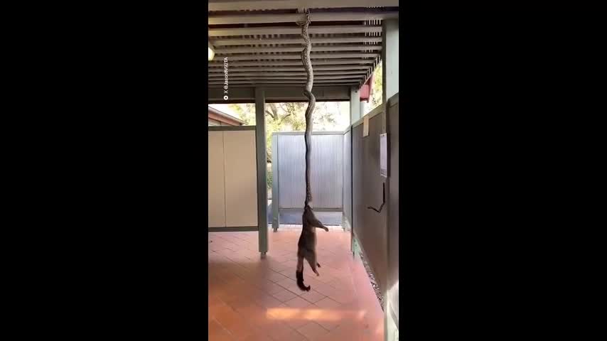 Video-Hot - Video: Kinh hãi chứng kiến cảnh trăn thảm treo mình trên xà nhà, tìm cách nuốt chửng thú có túi