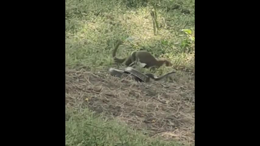 Video-Hot - Cuộc chiến sinh tồn: Màn đối đầu đầy kịch tính giữa cầy mangut và rắn 'khủng'