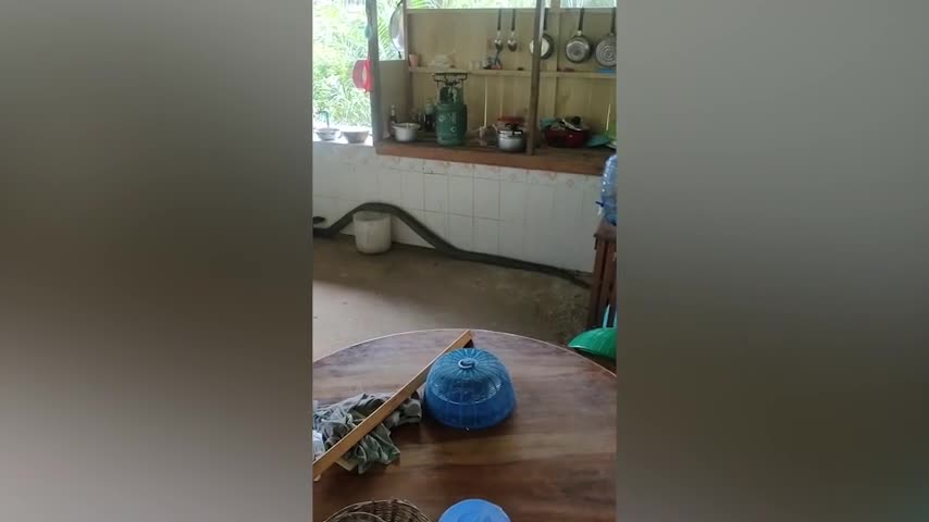 family-terrified-by-huge-king-cobra-slithering-through-their-kitchen---buy-sell-or-upload-video-content-with-newsflare-480p.mp4