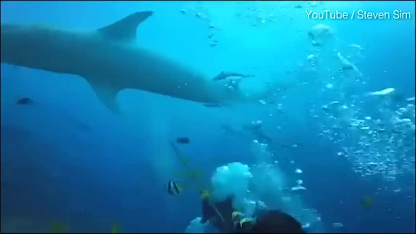 Video-Hot - Clip: Khi đang lặn dưới biển, du khách bị cá mập ngoạm đầu