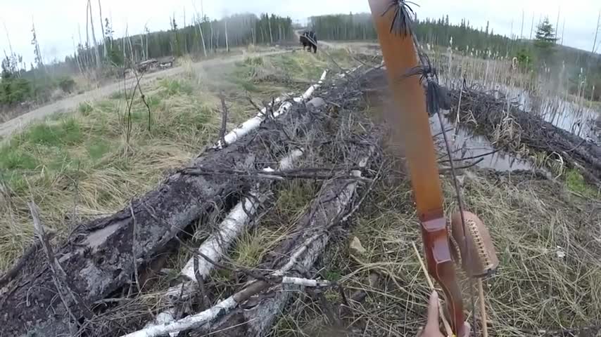 Video-Hot - Clip: Gấu đen lao vào tấn công thợ săn ở Canada
