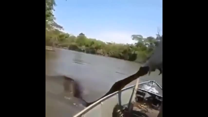 Video-Hot - Video: Người đàn ông dùng tay không bắt trăn Anaconda 'khủng' trên sông