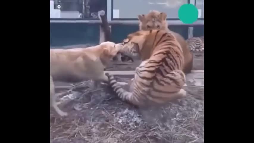 Video-Hot - Video: Chú chó làm 'trọng tài', ngăn hổ dữ và sư tử đánh nhau