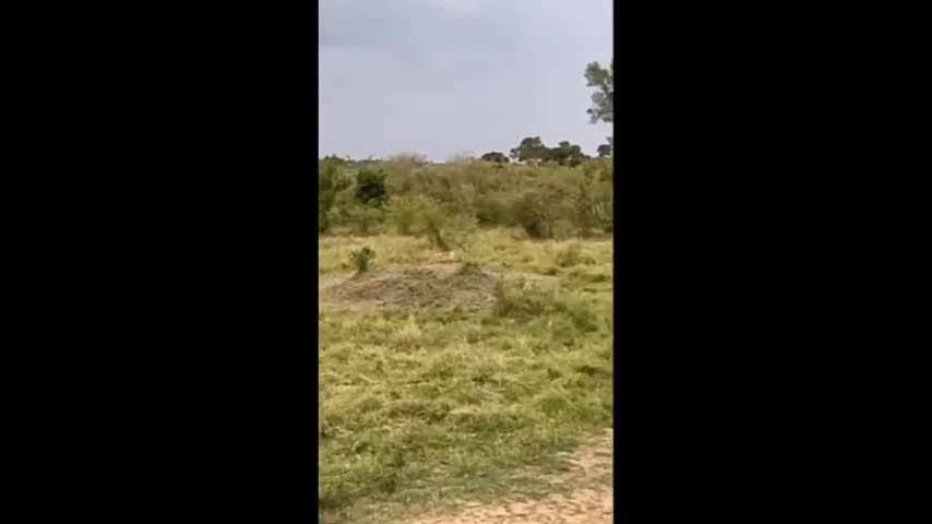 Video-Hot - Video: Sư tử bỏ chạy thục mạng khi bị khỉ đầu chó truy đuổi