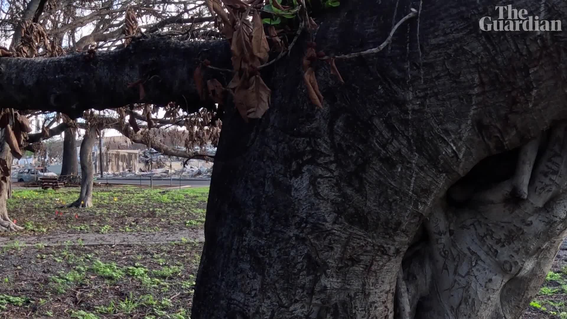 Video-Hot - Video: Cây đa 150 tuổi hồi sinh sau vụ cháy rừng kinh hoàng ở Hawaii