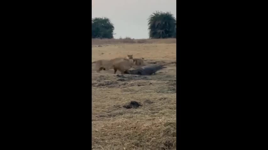 Video-Hot - Video: Cá sấu vùng vẫy đối diện sự tấn công của bầy sư tử và cái kết 