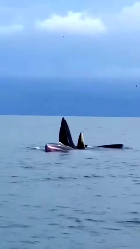 Tin trong nước - Cận cảnh đàn cá voi săn mồi trên vùng biển Cô Tô