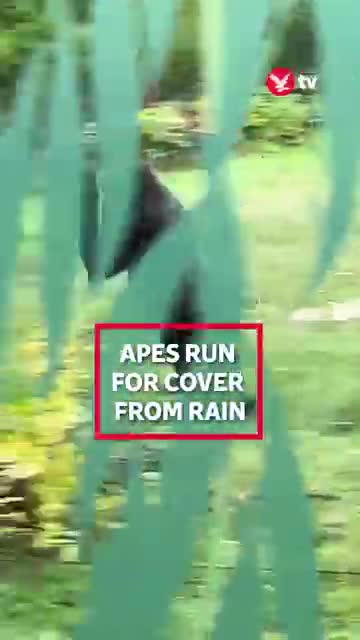 Video-Hot - Video: Khoảnh khắc khỉ đột hối hả chạy đi trú mưa khiến cư dân mạng không khỏi bật cười