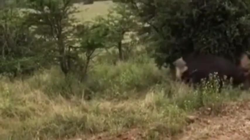 Video-Hot - Video: Trâu rừng ra đòn chí mạng, giải cứu đồng loại khỏi bầy sư tử háu đói